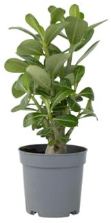 Plant in a Box - Adenium Obesum - Rosa del deserto - Vaso 10,5cm - Altezza 25-40cm