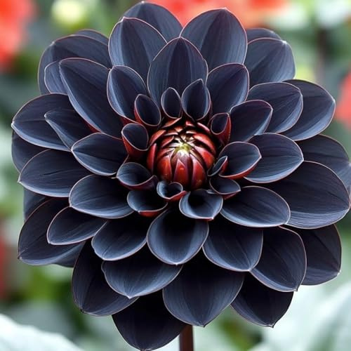 Dahlien-Rhizom Mischung, Winterhart Mehrjährig, Pflegeleicht, Kein Gießen erforderlich, Schnell-Wachsend, Atemberaubende Gartendekoration-6 Rhizom-D