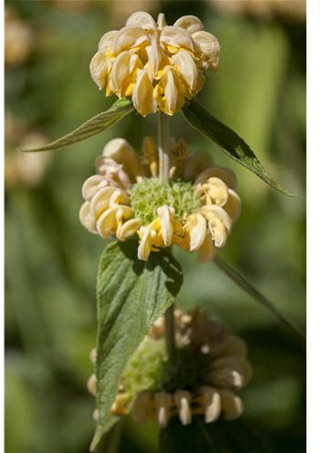 Phlomis russeliana - Syrisches Brandkraut - 9cm Topf