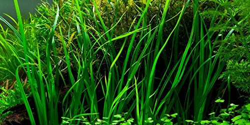 AquaPlants Helfers Zyperngras/Cyperus Helferi - im Bund