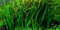 AquaPlants Helfers Zyperngras/Cyperus Helferi - im Bund