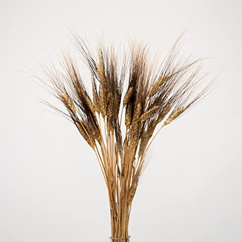 Triticum Gerste Black Wisps , getrocknet, Bund (ca. 25 Stiele) ca. 65cm lang, natürliche Trockenblumen zum basteln oder dekorieren