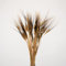 Triticum Gerste Black Wisps , getrocknet, Bund (ca. 25 Stiele) ca. 65cm lang, natürliche Trockenblumen zum basteln oder dekorieren