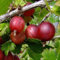 1 PIANTA DI UVA SPINA VERDE HINNONMAKI ROSSA IN VASO 2 LITRI FRUTTI DA GIUGNO
