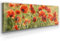 Panorama Leinwand Mohnblüte - als 150x50cm großes XXL Leinwandbild. Wandbild als Hintergrund und Deko für Wohnzimmer & Schlafzimmer. Aufgespannt auf Holzrahmen