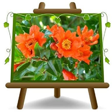 Kizakuro - Plantes ornementales - sur pot de 20 - arbre max 120 ~ 130 cm - 2 ans