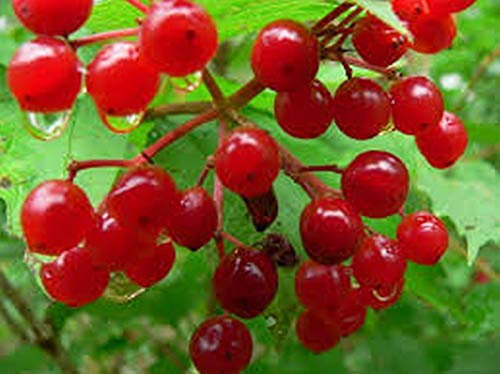 Portal Cool 25 Semi Guelder Rose Viburnum Opulus, Arbusto Selvatico, Hecke, Bacche