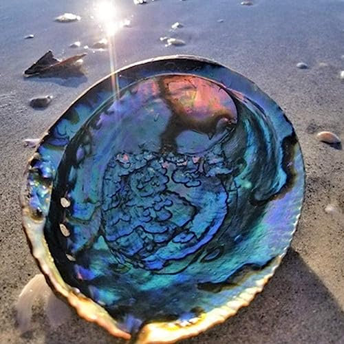 Hiessgozy 10-12 cm Coquillage d'ormeau naturel Grand coquillage Décoration nautique Porte-savon Décor Réservoir Paysage Poisson Mariage Aquarium