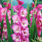 Gladiolenknolle-Winterhart MehrjäHrig,Gladiolen Blumenzwiebeln,Gladiolen Zwiebel,Gladiolen Zwiebeln Winterhart,Gladiolen Knollen,Gladiolen Zwiebeln Mix,Bonsai Pflanze-3zwiebeln-e