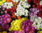 Chrysanthemen Blumensamen 80Stk gemischt