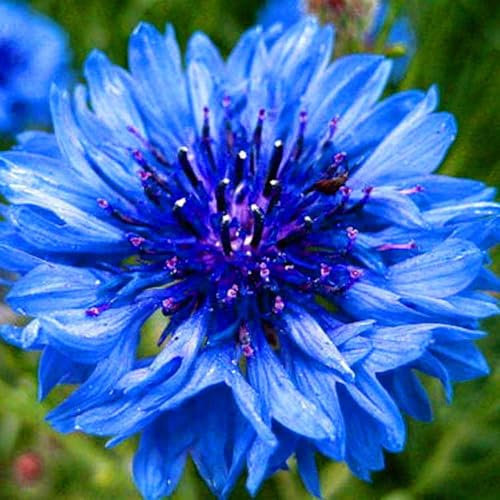 Generic 600 Unids/bolsa Semillas de Aciano Llena de Vitalidad Azul Floreciente Jardinería Regalo Semillas de Plantas para Jardín Semillas de Aciano para Jardín Azul