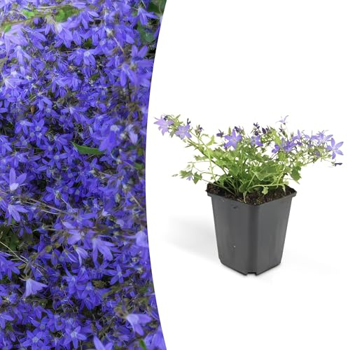 Campanula poscharskyana 'Stella' | 6 stuks - 10-25cm - Ø9cm - Planta de jardín