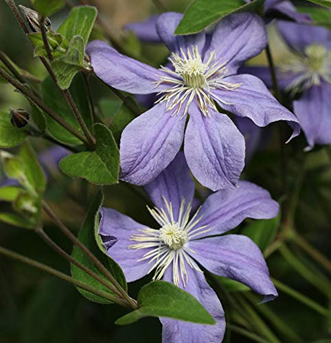 Staudenclematis Arabella 40-60cm - Clematis integrifolia