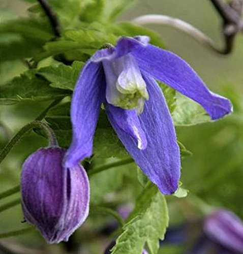 Alpen Waldrebe Frances Rivis 60-80cm - Clematis alpina