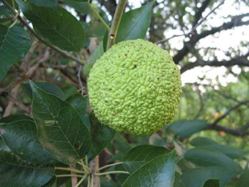 Portal Cool Osage Orange tree seed - maclura pomifera - 5+ Seeds - Frosthardy - Interessante!