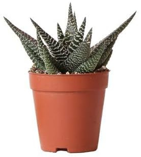 Sukkulente Haworthia Royal Highness – Grüne & Weiße Zimmerpflanze – Ø9cm – Pflegeleicht & Robust – Ideal für helle Standorte