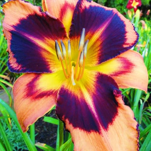 Taglilienzwiebeln-Winterhart MehrjäHrig,Taglilien Pflanzen,Taglilien Zwiebeln Winterhart MehrjäHrig,Winterharte Stauden,Hemerocallis Knollen-10zwiebeln-b