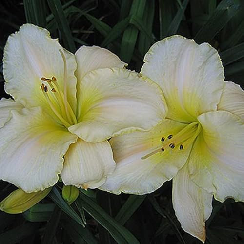 6 x Hemerocallis 'Arctic Snow' - Vivaces Contenedor Pequeño 9cm x 9cm
