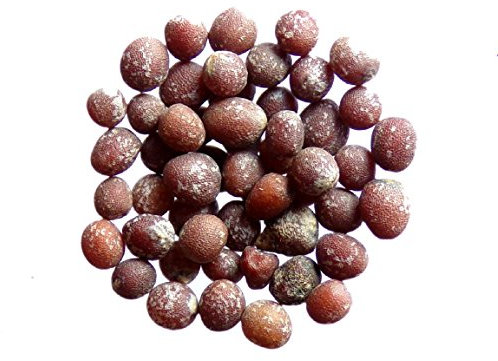 Moutarde d'Abyssinie - 40 grammes - Brassica Carinata - Ethiopian Mustard - (Engrais vert) - SEM05