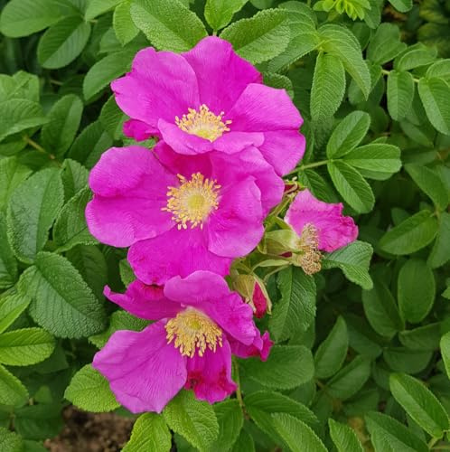 Rosa rugosa/Rosier rugueux/Conteneur de 2 à 2.9 litres/Arbuste fruitier