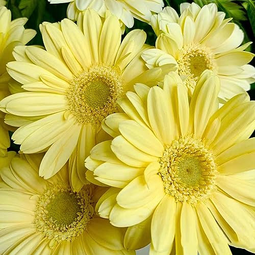 20 pcs Gerbera pflanze samen - schmetterlingsflieder,Gerbera jamesonii, pflanztopf winterfeste pflanzen für balkon bonsai topf bloom bienenfreundliche blumensamen blumenwiese samen