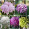 450 pcs winterharte chrysanthemen pflanzen samen - gartenblumen mehrjährig winterhart chrysantheme,Chrysanthemum morifolium, zimmerpflanze balkonblumen pflanztöpfe samen