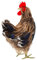Simulation Huhn Deko Figur Für Garten Künstliche Henne Ornamente Realistisches Huhn Spielzeug Langlebige Gartendeko Für Innen Und Außen Geschenkidee Für Tierliebhaber