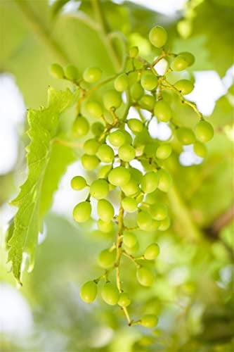 Vitis vinifera 'Muskateller' 80-100 cm - Weinrebe, aromatische Trauben, Erntezeit September-Oktober, ideal für Pergolen, bienenfreundlich, winterhart