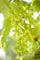 Vitis vinifera 'Muskateller' 80-100 cm - Weinrebe, aromatische Trauben, Erntezeit September-Oktober, ideal für Pergolen, bienenfreundlich, winterhart