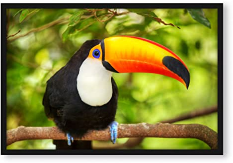 Pixxprint Exotischer Tukan, Poster im Bilderrahmen, Format: 55x40cm, Kunstdruck gerahmt