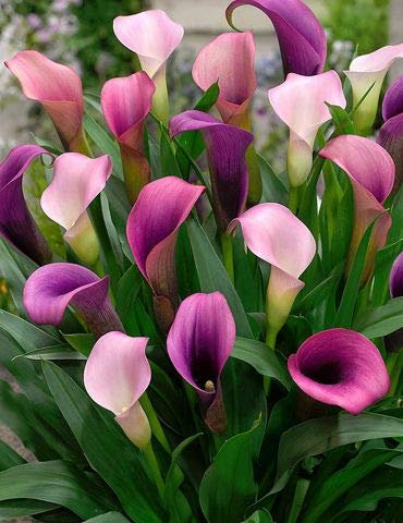 50 semi di Calla, Calla Bulbi, Camera Fiori Rhizome Zantedeschia aethiopica, Bonsai Piante d'appartamento giardino della casa Pianta in vaso 19: Only Seeds