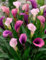 50 semi di Calla, Calla Bulbi, Camera Fiori Rhizome Zantedeschia aethiopica, Bonsai Piante d'appartamento giardino della casa Pianta in vaso 19: Only Seeds