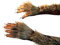 shoperama Lange Werwolf Handschuhe mit Krallen und Fell Krallenhand Klauen Dämon Monster Kostüm-Zubehör
