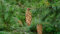 30 X Samen Douglasie Pseudotsuga menziesii Nadelbaum Baum Samen