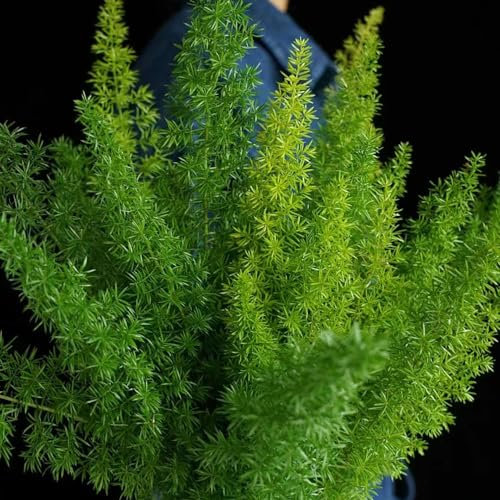 500 pcs lampenputzergras winterhart samen, kräutersamen, kleine geschenke, Pennisetum alopecuroides, samen blumen, nachhaltige produkte ziergräser winterhart schnittblumen, exotische
