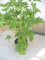 Pelargonium Citriodorum, limón, antimosquitos, plantas vivas (4)