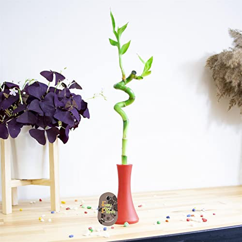 1 Lucky Bamboo Spiral Evergreen Indoor with 6 Colour Theme 8cm Pot vase feng Shui