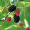 Schwarze Maulbeere 2L Garten Pflanze mit Schönen Blüten - Die Perfekte Dekoration für Ihr Grundstück - Für Anfänger und Professionelle Gärtner - Leckeres und Gesundes Obst