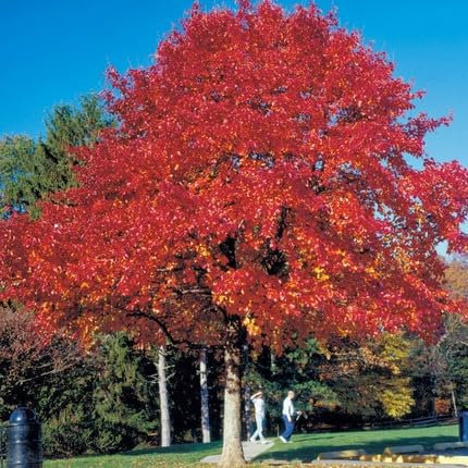 10 semi di quercia rossa