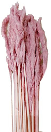 Pampasgras I getrocknet I 80 cm I altrosa