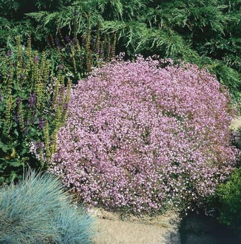 Gypsophila repens 'Rosenschleier' ca. 9x9 cm Topf - Teppich-Schleierkraut, zartrosa Blüten, Blütezeit Mai-August, ideal für Steingärten, pflegeleicht, winterhart