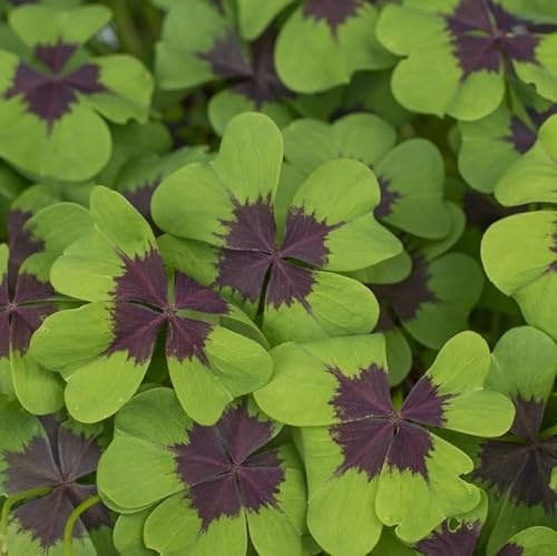 Glücksklee - Oxalis deppei Iron Cross | 25 Stück | Knolle | Verwildernd | Topfpflanze | Geeignet für Kübel | Rosa | Rarität | Besonderer Sommerblüher | 100% Blütegarantie | QFB Gardening