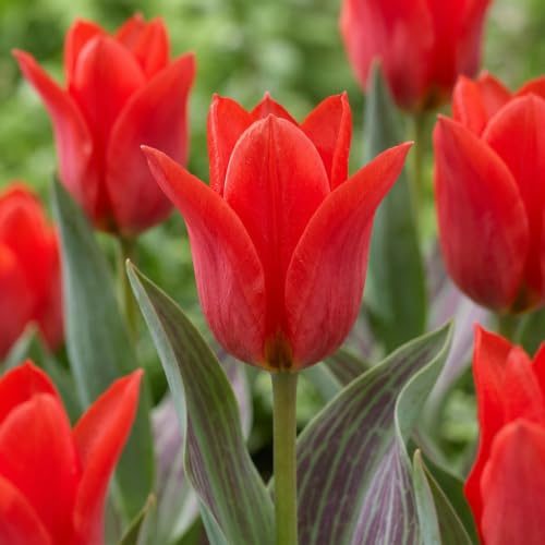 Green boutiQ - 15x Tulipa Greigii Red - Greigii-Tulpe - Rot - Frühlingsblüher - Zwiebelgröße 11/12