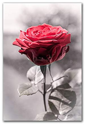 Five-Seller Nordische Rote Blumen Leinwand Malerei Rose HD Bild Wandkunst Moderne Gemälde Abstrakte Blumen Wanddekoration (1,30 x 45 cm(Mit Rahmen))