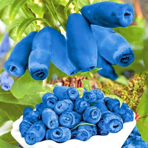 10 X MIRTILLO SIBERIANO LONICERA KAMTSCHATICA 30-40 CM PIANTE DI 2 ANNI