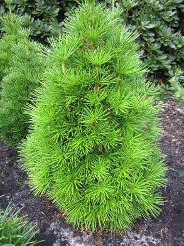 Sciadopitys verticillata Grüne Kugel - japanische Schirmtanne 30-40