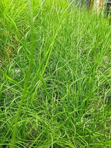 Lincolnshire Pond Plants Ltd Marginal Plants - Live Water Plant Aquatic Pond Lake Marginal - Pond Plants (Juncus Effusus 'Spirals') - 3 Litre Potted