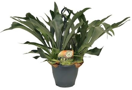 Felce di corna – Platycerium Bifurcatum – Pianta d'appartamento – Ø 21 cm – 50 cm