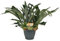 Felce di corna – Platycerium Bifurcatum – Pianta d'appartamento – Ø 21 cm – 50 cm