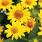 heliopsis, girasol FALSE, perennes, 220 semillas
